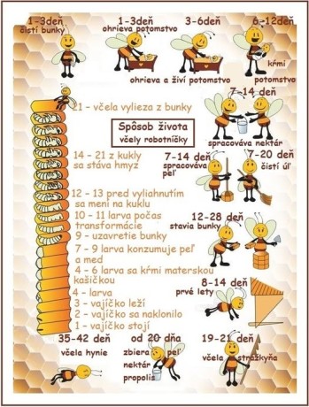 včela vývoj 95378059_762959100775477_8682390553389694976_n